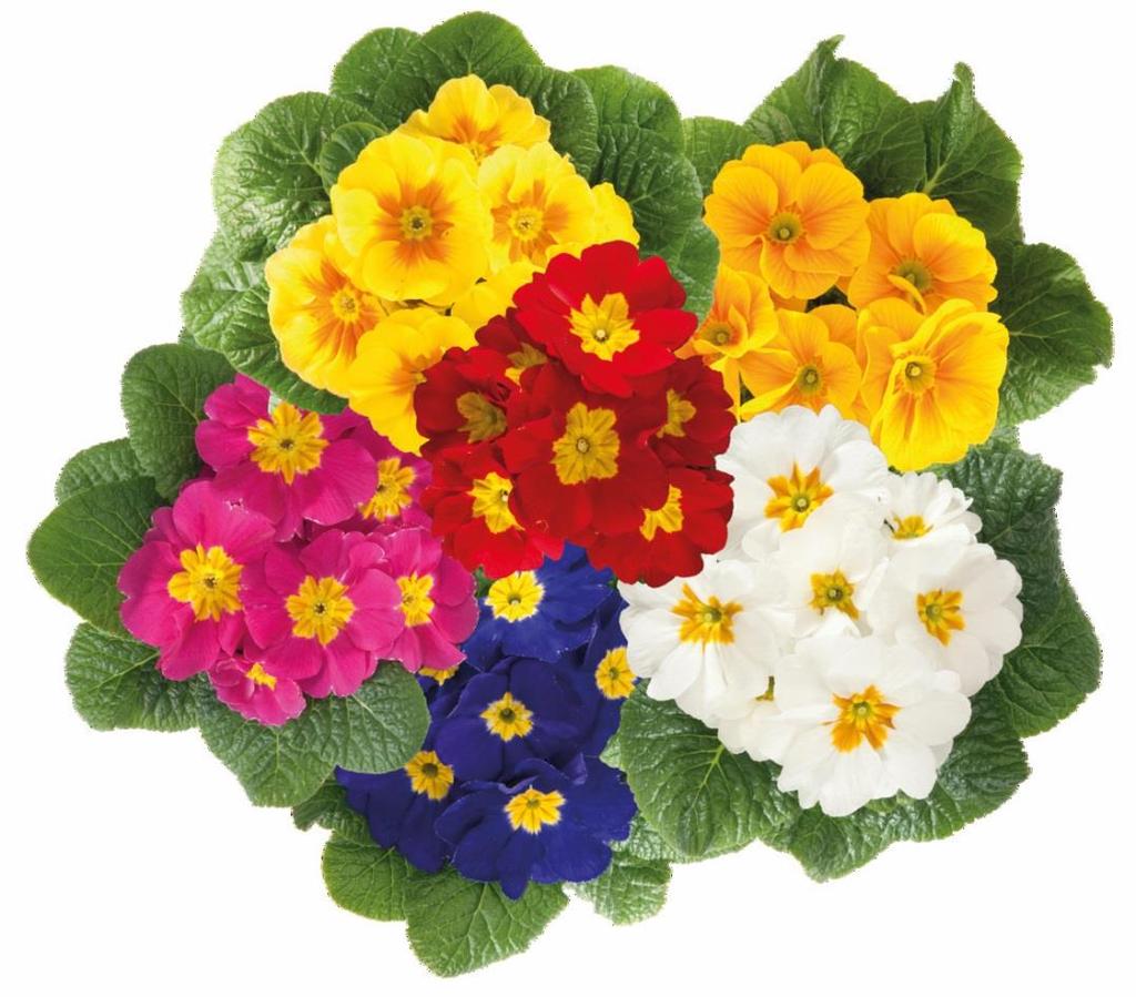 Primula acaulis Mitra Late East Mix Primula Mitra Late je kompaktní série, s nízkým nárokem na retardaci. Primula Mitra Late vyžaduje chladnou periodu k nakvetení.