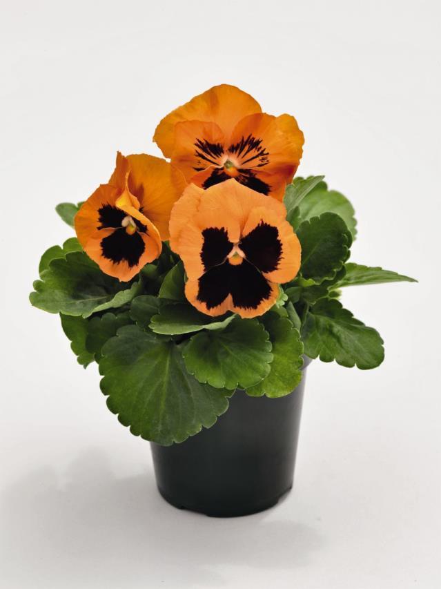Viola x wittrockiana FPSelect Orange with Blotch FPSelect je kolekce