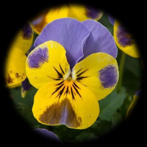 Viola cornuta LTD Rocky Deep Orange and Yellow Blue Wing Rocky je