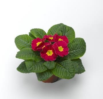 Primula acaulis Orion Rose Frost Imp.