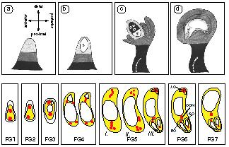 Vývoj zárodečného vaku u Arabidopsis anterior distal proximal