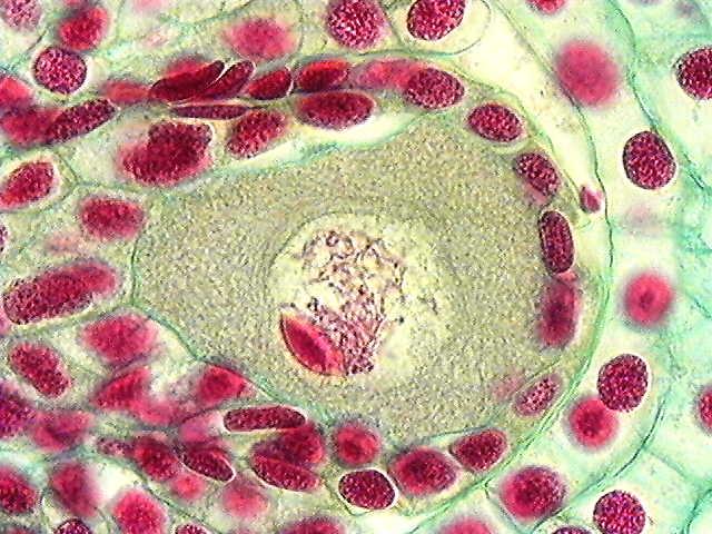 megasporocytu, tvoří jadérkovou čepičku,