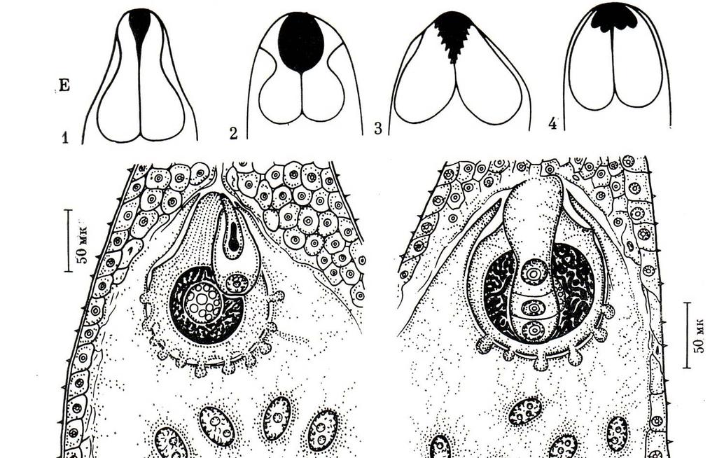 Synergidy a filiformní aparát Petunia Torenia Zea