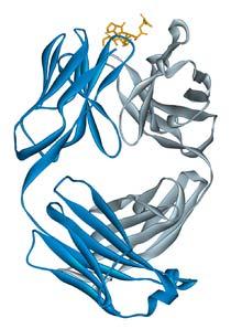 Alemtuzumab (Lemtrada) Humanizovaná anti CD52 CD52 pravděpodobně role v migraci Tly a kostimulaci zralé T a B lymfocyty monocyto makrofágová řada neutrofily NK buňky Imunitní restart?