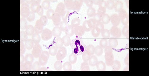 Trypanosoma cruzi (dole), Trypanosoma