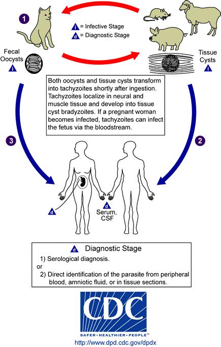 Toxoplasma ţivotní cyklus http://www.dpd.cdc.