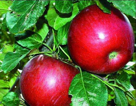 Jabloň odrůda RUBIMEG (NESRSTA