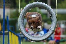 Kruh je rozpojitelný vůči bezpečnosti psa. 3.1.