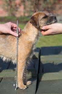 4. Rozřazení psů do kategorií 4.1 Large pro psy měřící v kohoutku 43 cm a více 4.