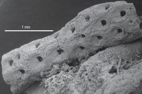 Autozooecia šestiúhelníková s drobnou aperturou umístěnou centrálně. Kryptocyst granulovaný, boční stěny jasně definovatelné. Na bocích kolonie se vyskytují gonozooecia s pórovanou stěnou. Obr.