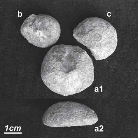 Biely krinoidový vápenec obsahuje klasty červeného s frakciou až do 5 cm, čo Aubrecht Sýkora (1998) uviedli ako doklad, že vápenec sedimentoval nad wave base (vlnovou základňou) v dynamickom vodnom