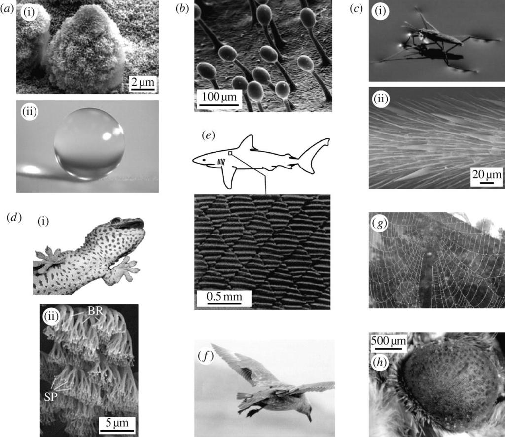 Obr. 5 Příklady z přírody: (a) Efekt lotosového listu [30], (b) topografie masožravé rostliny adhezní efekt pro zachycení hmyzu [31], (c) bruslařka obecná a chůze po vodní hladině [32], (d) gekon