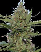 Feminizovaná semena Feminizovaná semena Peppermint Kush 10% Sativa. 90% Indica 80/90 cm 50/55 dní Uprostřed září 22% 1.1% Stella Blue X Nepali Kush.