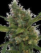 Feminizovaná semena Feminizovaná semena Cannabis Cup & Vítěz Sativa Cupu 2008 Utopia Haze 90% Sativa. 10% Indica 110/130 cm 70/75 dní Konec října 22% 0.8% Amnesia Lemon 60% Sativa. 40% Indica 21% 1.