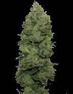 Feminizovaná Feminized Seeds semena Feminizovaná Feminized Seeds semena Několikanásobný vítěz Cannabis Cupu: 2000, 2001, 2002 Sweet Tooth 30% Sativa. 70% Indica 80/90 cm 20% 1.2% 8.