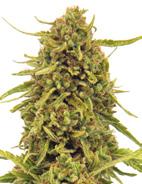 Nefeminizovaná semena Nefeminizovaná semena Widow Remedy Regular 60% Sativa. 40% Indica 500/ 90/110 cm 55/65 dní 18% 3% 49 Tijuana Sativa / Kerala India X Afghan.