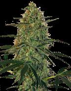 Feminizovaná semena automatických odrůd Feminizovaná semena automatických odrůd Pineapple Express Auto 30% Sativa. 70% Indica 14% 1.2-1.4% 8.50 23 Pineapple Chunk X Super Auto.