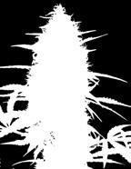 Její pěstování je snadné a produkuje těžké palice pokryté pryskyřicí. Delikátní zemitá indika Pineapple Express Auto vynáší úchvatných 60 až 100 gramů na rostlinu.