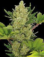 Feminizovaná semena automatických odrůd Feminizovaná semena automatických odrůd Sin Tra Bajo Auto 10% Sativa. 90% Indica 55/65 cm 60/70 dní 12-14% 1.4-1.6% 6.