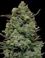 Feminizovaná semena Feminizovaná semena Vítěz Cannabis Cupu 2014 Cookies Kush 30% Sativa. 70% Indica 56/62 dní 24% 1.2% 10.50 29 Girl Scout Cookies X OG Kush.
