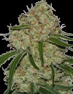 4% 44 81 Phantom OG 55% Sativa. 45% Indica 120/130 cm 55/65 dní Uprostřed října 20% 2.6% 11 31 Phantom Cookies X OG Kush. Phantom OG vznikla křížením sativní Phantom cookies s OG Kush.