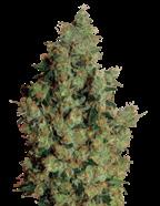 Feminizovaná semena Feminizovaná semena Vítěz Indica Cupu 2009 Pineapple Chunk 25% 1.1% Ayahuasca Purple 100% Indica 55/65 dní 21% 1.4% Pineapple X Skunk #1 X Cheese.