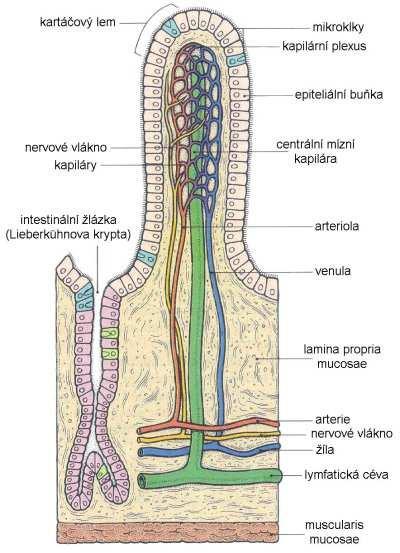 Oxycodon/naloxon Patofyziologie vzniku OBD Vazba opioidu na opioidní receptory stěny GI traktu (plexus myentericus,