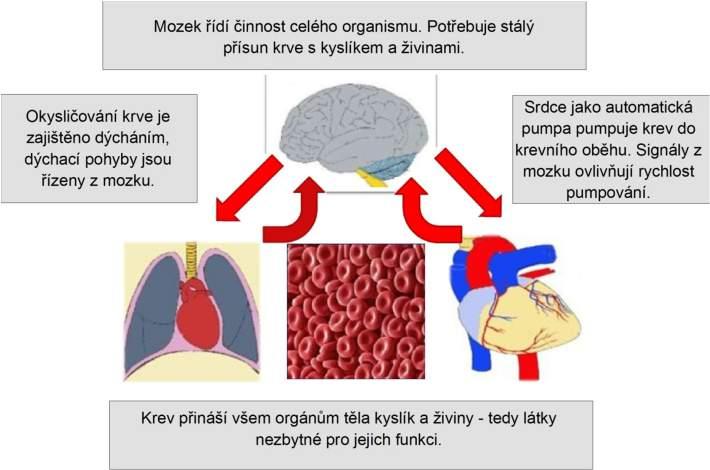 3. Základní životní funkce Co jsou základní životní funkce? Jako základní životní funkce označujeme činnosti orgánových soustav, při jejichž selhání hrozí bezprostřední ohrožení života.