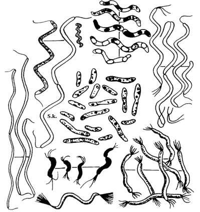 ODDĚLENÍ: BACTERIOPHYTA - baktérie Spirillum sp.