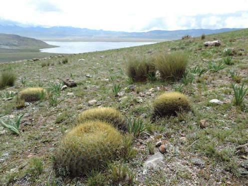 Oroya borchersii, Carpa, NP