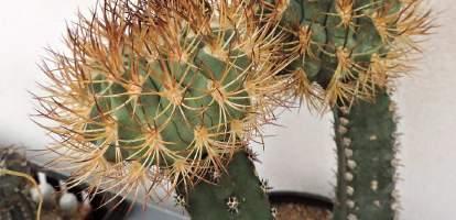 Kaktusy pěstoval už od dětství na balkoně v panelákovém domě. Pochází z Tišnova a na první kaktusářské schůzky docházel do KK Astrophytum Brno, které bylo nedaleko.