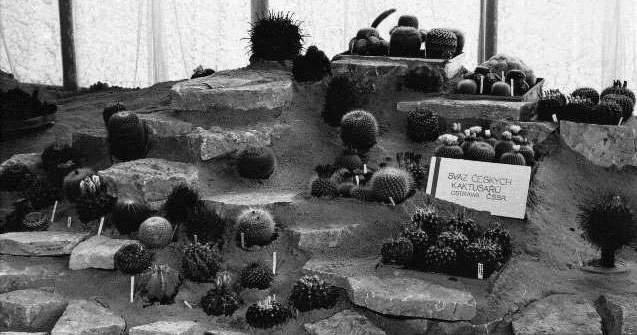 sjezd kaktusářů v Ostravě 1968 vlevo: Zofia Kabiesz na sympoziu Milowka 2004, vpravo: expozice ostravských kaktusářů na II.