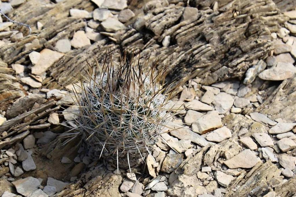 kolem 6 cm. Traduje se, že rostliny objevil A. V. Frič, který jel údajně na naleziště dva dny na koni z městečka San Pedro. Jisté to však není, resp.