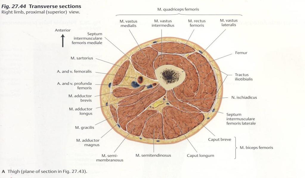 Příloha 6 Anatomie transverzálního řezu v