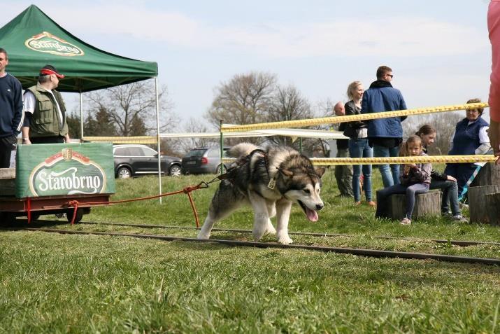 3. Akce pořádané klubem Weight pulling, 2. 4. 2016 - Uherský Ostroh Poprvé v tomto roce náš klub pořádal závody ve Weight Pullingu.