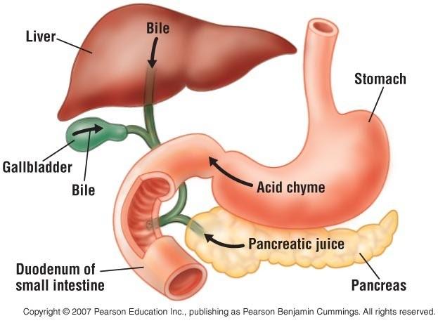 4 ANATOMIE A FYZIOLOGIE 3 části Duodenum (12 palců 25-30 cm) vývod pankreatu a žlučníku, řídí sekreci a vyprazdňování žaludku Jejunum (3/5 délky) Ileum (2/5) - vstřebávání žlučových kyselin a