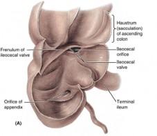 6 ANATOMIE A FYZIOLOGIE 2) ILEOCAEKÁLNÍ CHLOPEŇ Bauhinská