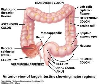 7 ANATOMIE A FYZIOLOGIE 3) TLUSTÉ STŘEVO Funkce: vstřebávání vody a iontů skladování zbytků tráveniny tvorba a vylučování formované stolice (defekace) tvorba vitaminů Délka 1,3-1,4 m, průměr 5-7 cm