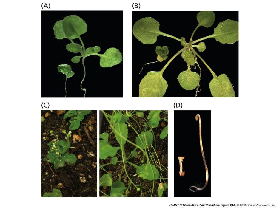 apikálních částech stonků Selekce mutantů s redukovanou biosyntézou BR (rajče, hrách, rýže, Arabidopsis) Výrazný fenotyp mutantů; Arabidopsis pleiotropický efekt mutací