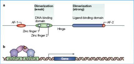 fyziologicky aktivní lipofilní hormony (, JH); genom obsahuje pouze 18 genů pro jaderné receptory (člověk 48 genů) Drosophila jednoduché signální dráhy modelový systém 35 6 odlišných podskupin