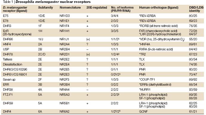 43 44 řehled všech 18 jaderných receptorů u Drozofily Schéma regulace genů pro jaderné receptory komplexem -EcR/US během metamorfózy 45 46 Studie zvětšování polytenních chromozomů ve slinných žlázách