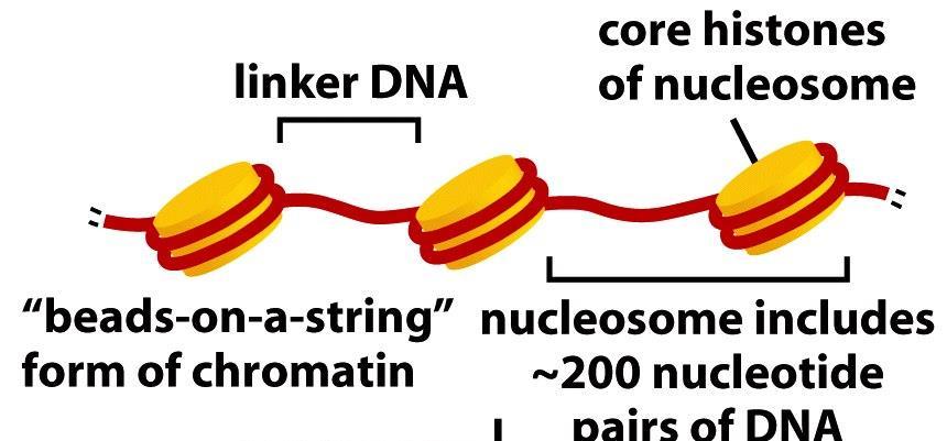 Eukaryotní DA Lineární chromozomy ukleosom základní