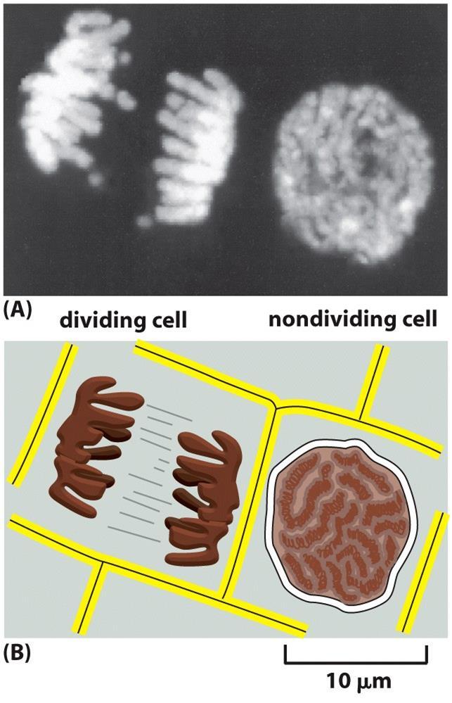 DA - chromosomy Chromosomy jsou většinou značně rozvolněné a nejsou viditelné interfázové chromosomy, dekondenzovaný chromatin