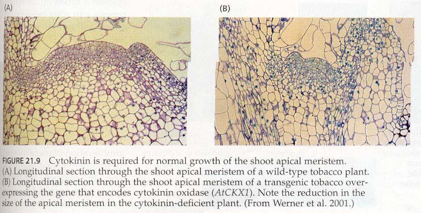 Regulace růstu prýtu WT Cytokinin deficientní rostliny mají redukovaný apikalní meristém