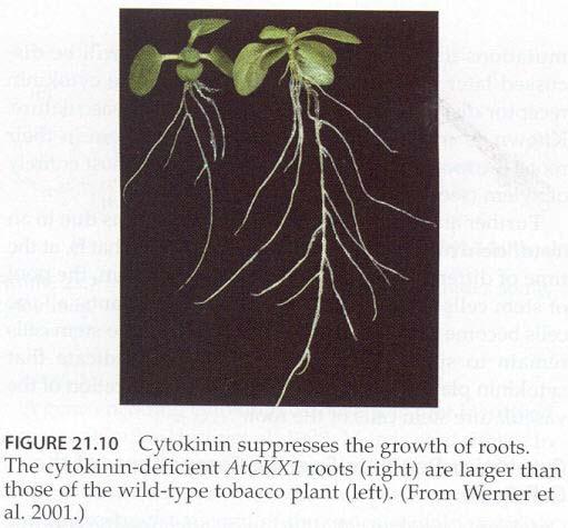 Regulace růstu kořene WT 35S::AtCKX Cytokinin deficientní rostliny