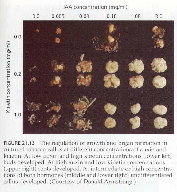 Organogeneze kořeny prýt Cytokininy společně s auxiny regulují organogenezi