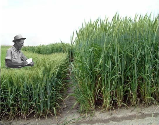 Green revolution Green Revolution ve 20. století byla dosažena zvýšeným využitím hnojiv a vyšlechtěním odrůd pšenice se zakrslým růstem.