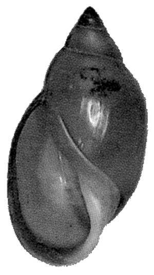 nížin Physella acuta - levatka ostrá,
