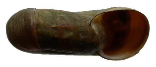 corneus - okružák ploský, 3 cm, stojaté