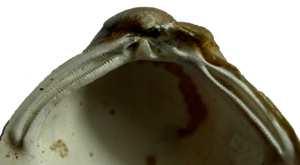 Čeleď: Corbiculidae - korbikulovití